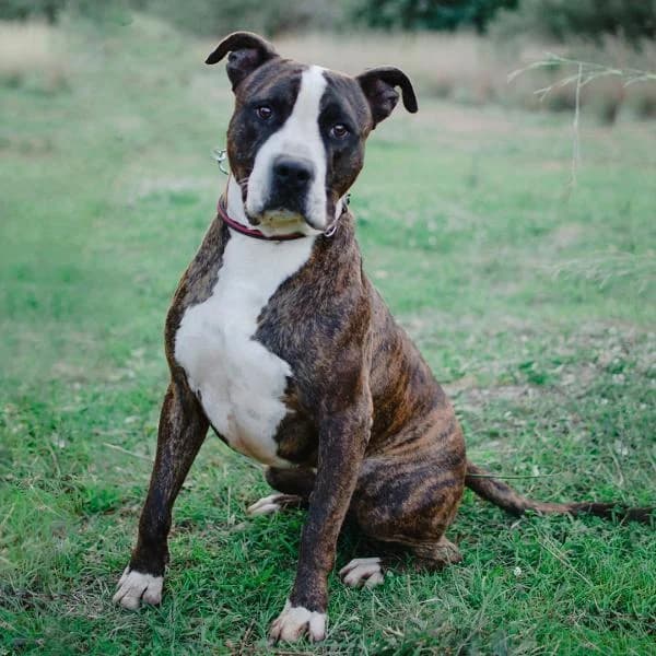 MINGU (COSTE 0), male American Staffordshire Terrier for adoption at SPAC – Societat Protectora d