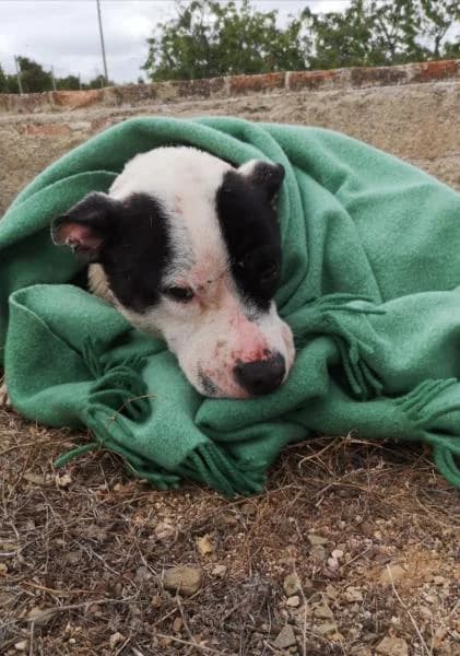 WALTER*, male Mixed Breed for adoption at SPAC – Societat Protectora d