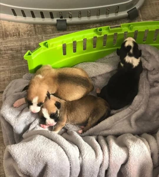 LILO*, female Mixed Breed for adoption at SPAC – Societat Protectora d