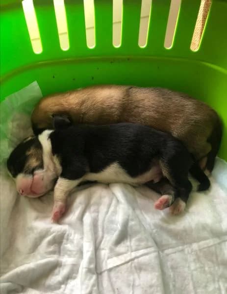 STICH*, male Mixed Breed for adoption at SPAC – Societat Protectora d