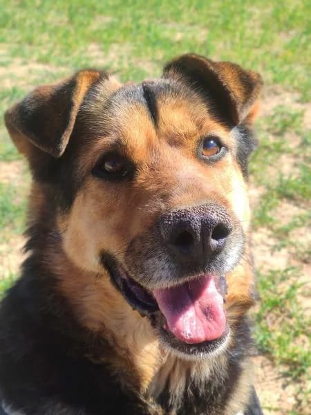 CHONCHI (COSTE 0), female German Shepherd for adoption at SPAC – Societat Protectora d