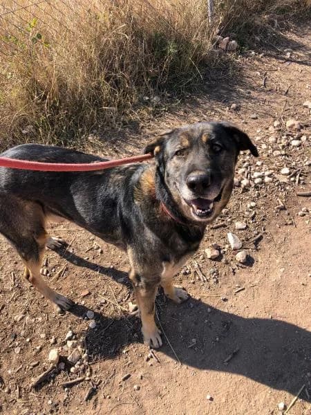 BRUNO (COSTE 0), male mixed breed for adoption at SPAC – Societat Protectora d