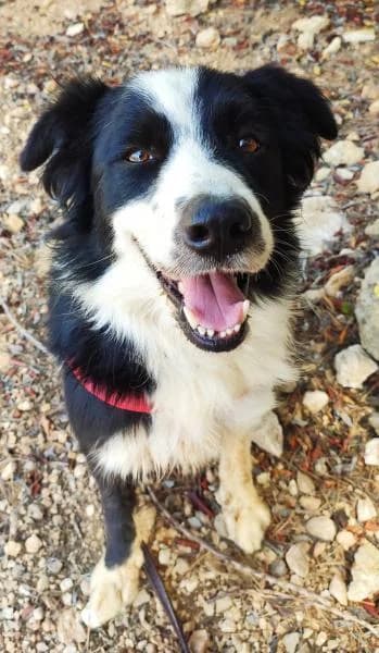 JACOB (COSTE 0), male Border Collie for adoption at SPAC – Societat Protectora d