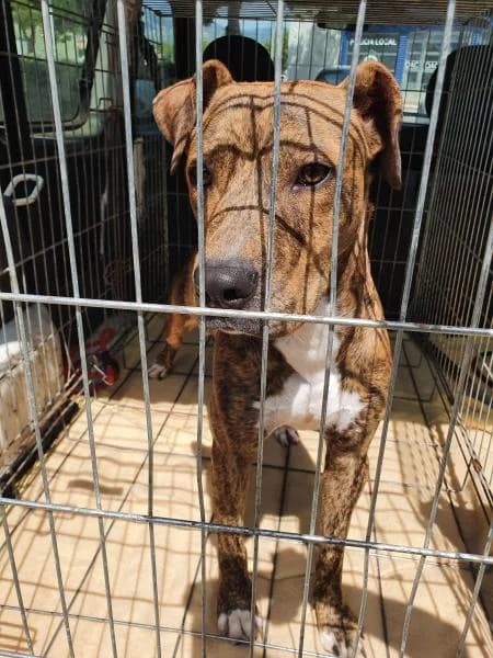 DANTE, female Pit Bull Terrier for adoption at SPAC – Societat Protectora d