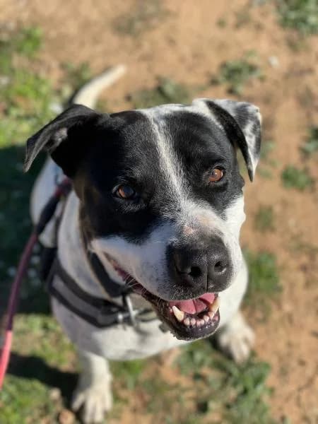 COLIN (COSTE 0), male American Staffordshire Terrier for adoption at SPAC – Societat Protectora d