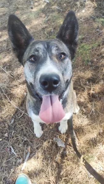 ALMA (COSTE 0), Mixed Breed (SPAC – Societat Protectora d)