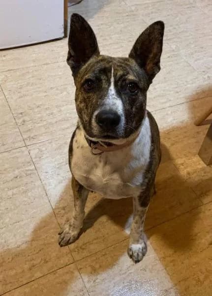 MIA, female Mixed Breed for adoption at SPAC – Societat Protectora d