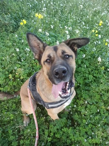 JARED (COSTE 0), male German Shepherd for adoption at SPAC – Societat Protectora d