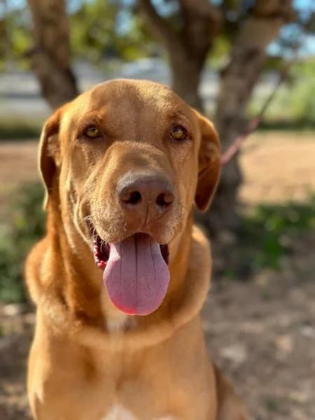 BUBU (COSTE 0), Labrador Retriever (SPAC – Societat Protectora d)