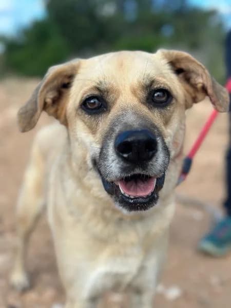 LAIKA, Mixed Breed (SPAC – Societat Protectora d)