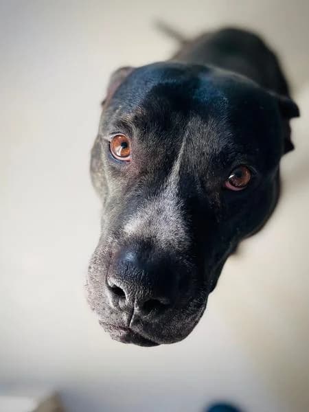 TIGUI, male Pit Bull Terrier for adoption at SPAC – Societat Protectora d
