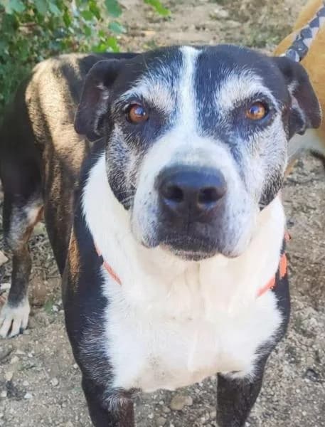 TIFFANY, female Mixed Breed for adoption at SPAC – Societat Protectora d