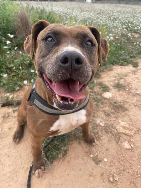 KAYLA, female Mixed Breed for adoption at SPAC – Societat Protectora d