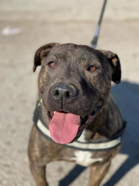 TORTU (COSTE 0), male American Staffordshire Terrier for adoption at SPAC – Societat Protectora d