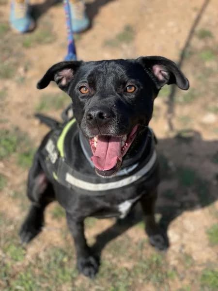 ROCKY, male Mixed Breed for adoption at SPAC – Societat Protectora d