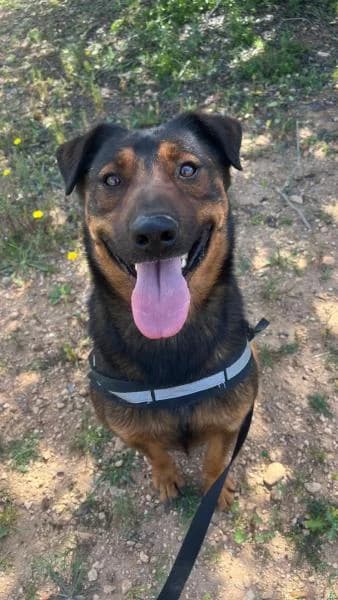 CODY (TOBY),  (SPAC – Societat Protectora d)