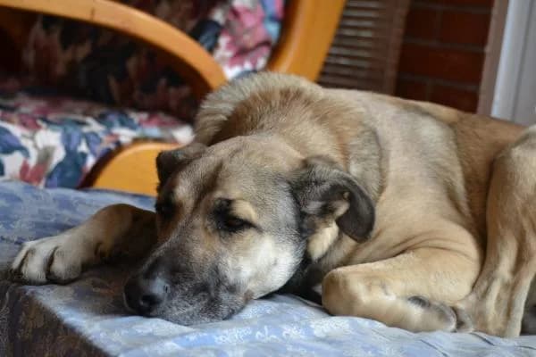 THOR, male Mixed Breed for adoption at SPAC – Societat Protectora d