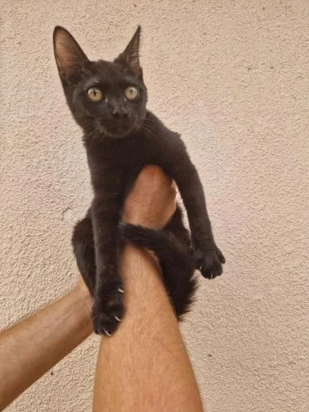 KHISSA, male European Shorthair for adoption at SPAC – Societat Protectora d
