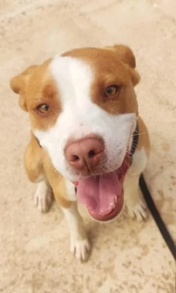 RAIDEN, male Pit Bull Terrier for adoption at SPAC – Societat Protectora d