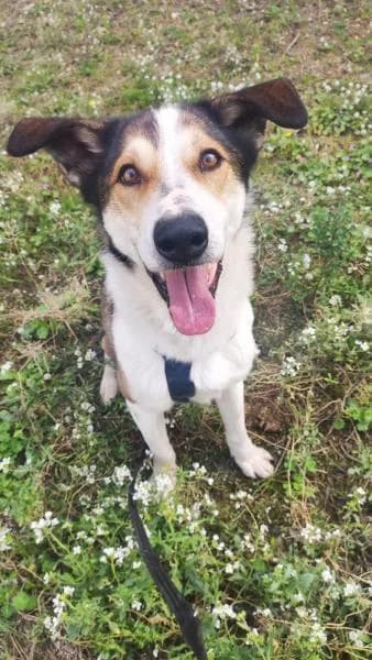 RAYO, male Mixed Breed for adoption at SPAC – Societat Protectora d