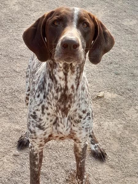 LUNA, female mixed breed for adoption at SPAC – Societat Protectora d