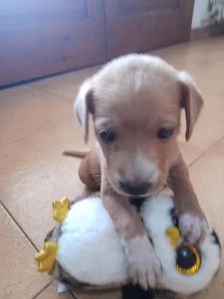 ADA, female Mixed Breed for adoption at SPAC – Societat Protectora d