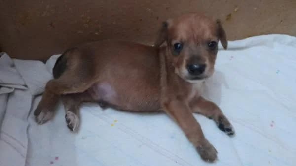 OTTO, male Mixed Breed for adoption at SPAC – Societat Protectora d