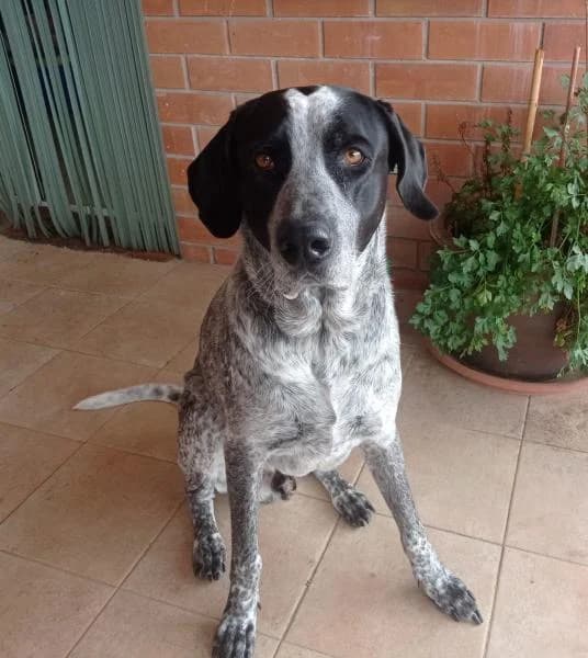 TRASTO (MERLIN), male Mixed Breed for adoption at SPAC – Societat Protectora d