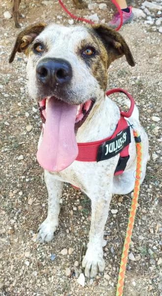 JACKSON, male Mixed Breed for adoption at SPAC – Societat Protectora d