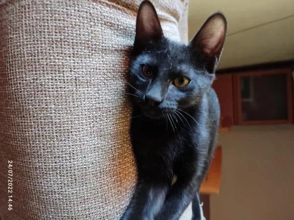 SNATCH, female European Shorthair for adoption at SPAC – Societat Protectora d