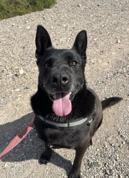 GALA, female Belgian Malinois for adoption at SPAC – Societat Protectora d