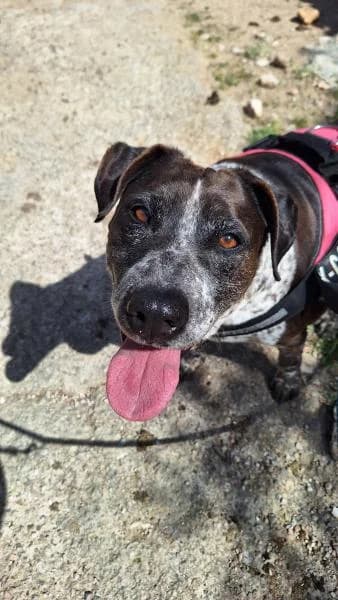 MACK, male Mixed Breed for adoption at SPAC – Societat Protectora d