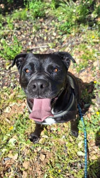 NEGRI, female Pit Bull Terrier for adoption at SPAC – Societat Protectora d