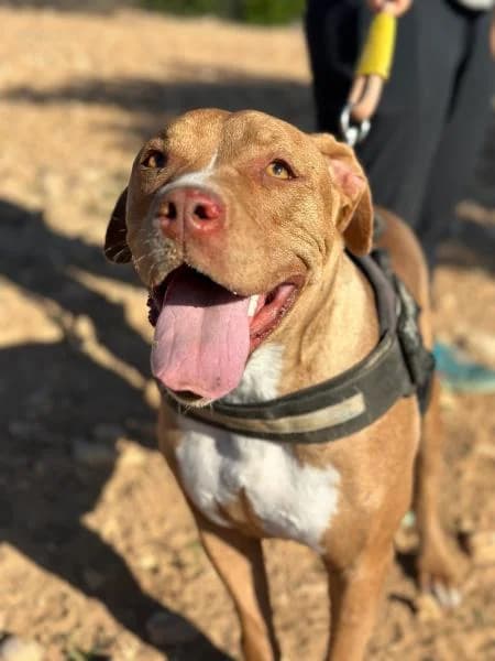 ALYSON, female Pit Bull Terrier for adoption at SPAC – Societat Protectora d