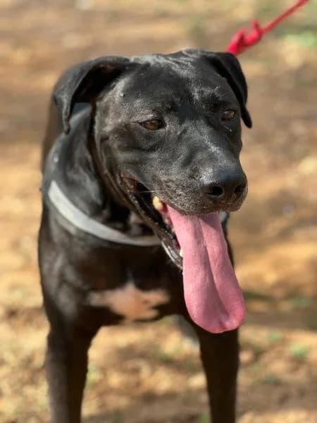 BITTER, male Labrador Retriever for adoption at SPAC – Societat Protectora d