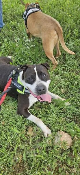 COCO (COSTE 0), male American Staffordshire Terrier for adoption at SPAC – Societat Protectora d