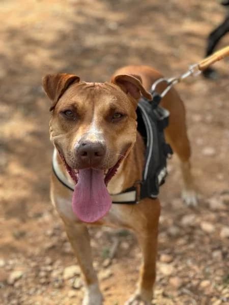 NOAH, female Mixed Breed for adoption at SPAC – Societat Protectora d