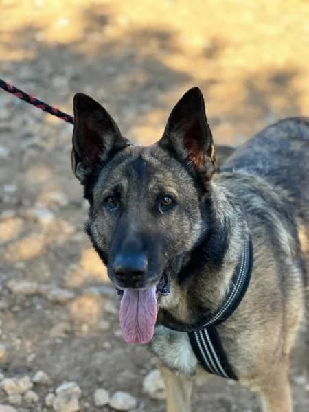 NADIA, female German Shepherd for adoption at SPAC – Societat Protectora d