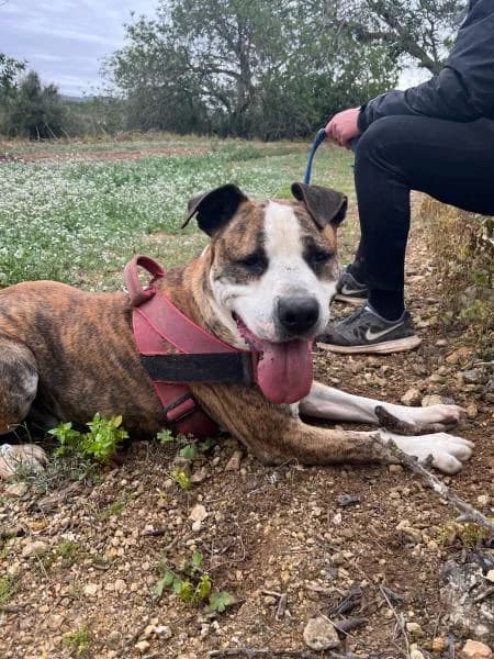 GARI, male American Staffordshire Terrier for adoption at SPAC – Societat Protectora d