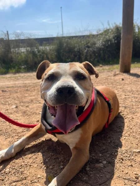 BRYEN (COSTE 0), female American Staffordshire Terrier for adoption at SPAC – Societat Protectora d