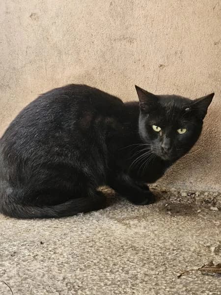 MICHI, male European Shorthair for adoption at SPAC – Societat Protectora d