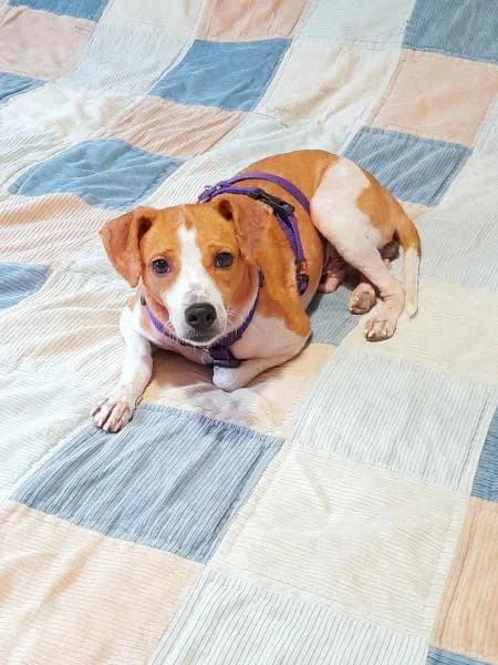 ENZO, male Mixed Breed for adoption at SPAC – Societat Protectora d