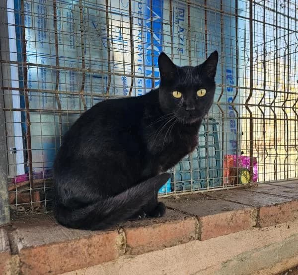 GONA, female European Shorthair for adoption at SPAC – Societat Protectora d