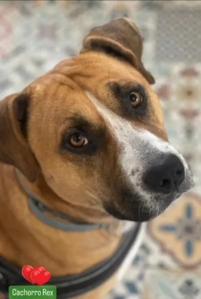 CHASE (REX), Mixed Breed (SPAC – Societat Protectora d)