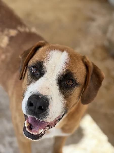 ROCKY,  (SPAC – Societat Protectora d)
