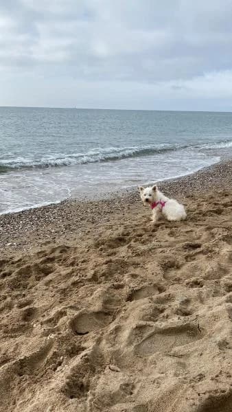 NORA, female mixed breed for adoption at SPAC – Societat Protectora d