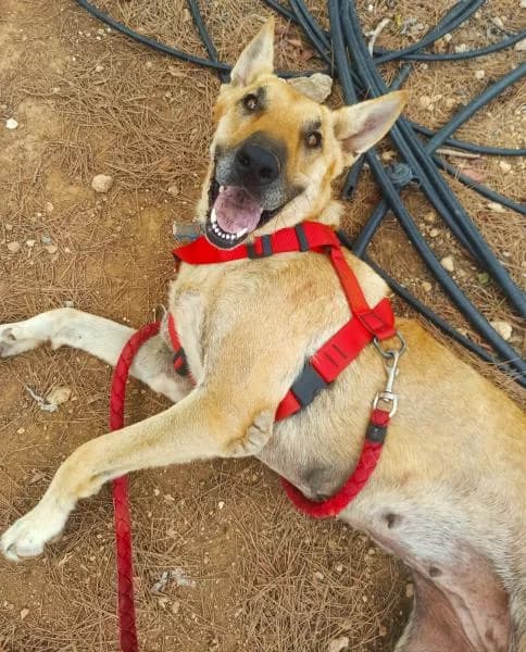 CALIFORNIA, female mixed breed for adoption at SPAC – Societat Protectora d