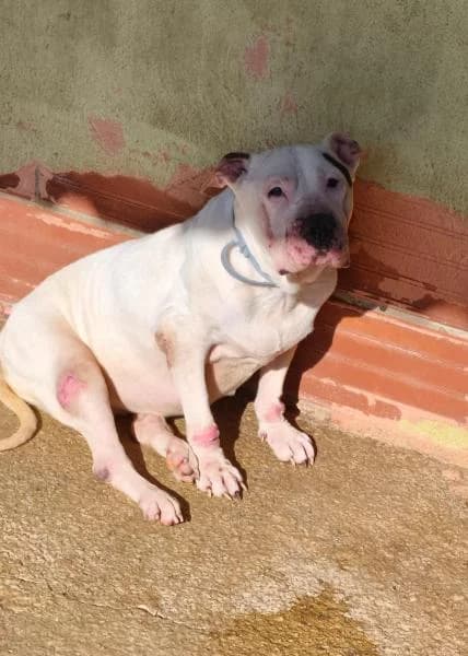 PEQUE (COSTE 0), female Pit Bull Terrier for adoption at SPAC – Societat Protectora d