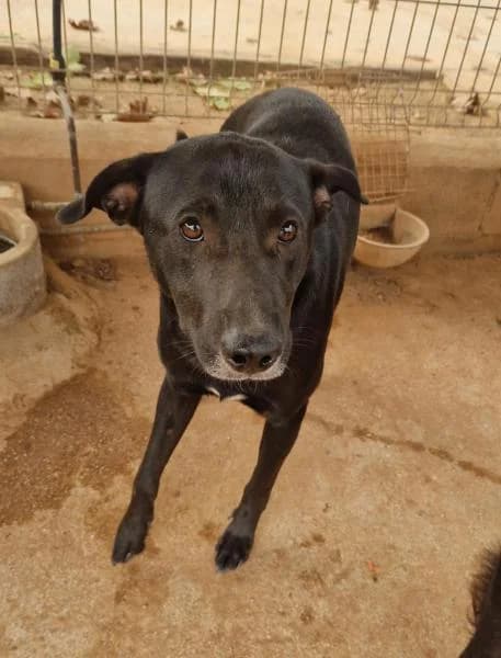 NOIR, male Mixed Breed for adoption at SPAC – Societat Protectora d