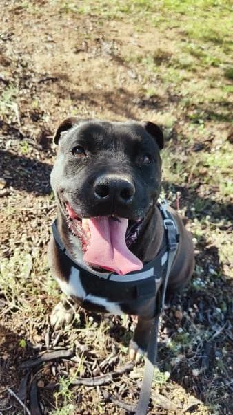 GOKU, Pit Bull Terrier (SPAC – Societat Protectora d)